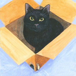Gatto nella scatola