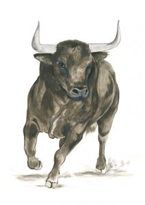 Potenza di un toro all