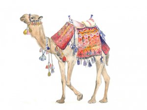 Eleganza del deserto