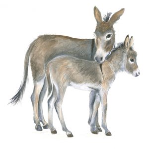 Asino e puledro