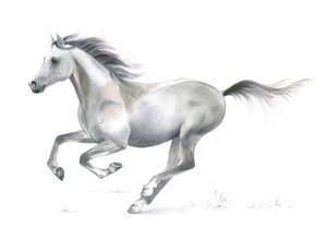 Grazia dinamica di un cavallo al galoppo