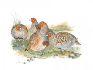 Gruppo di pernici