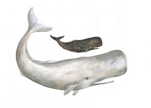 Gentili giganti dell