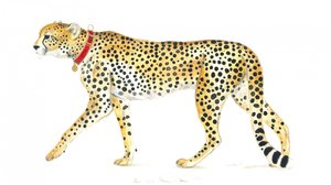 Elegante passeggiata del ghepardo