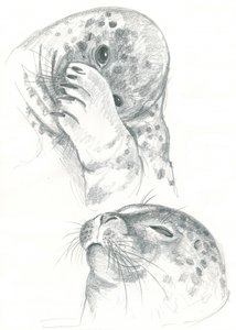 Disegno di foche grigie