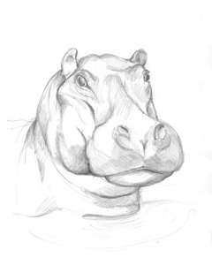 Ippopotamo 02