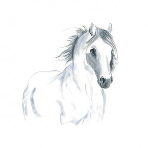 Studio di cavallo in movimento