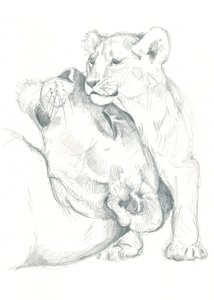 Studio di disegno di leonessa e cucciolo