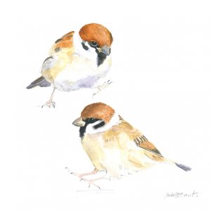 Piccoli passeri