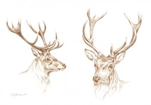 Disegno di un maestoso cervo