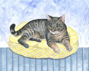 Gatto-cuscino