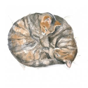 Gatti rotondi
