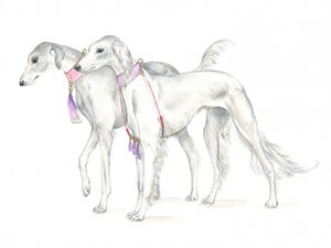 Cani saluki con delicati collari