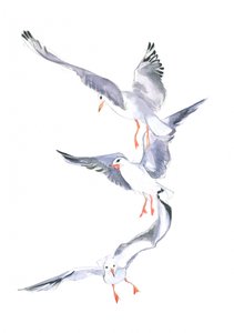 Volo di gabbiano