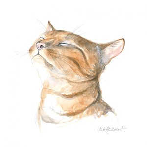 Gatto tigrato sereno