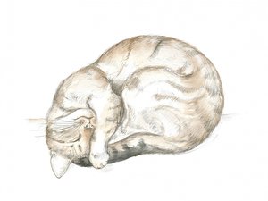 Gatto soriano dormiente