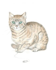 Gatto soriano e bottone