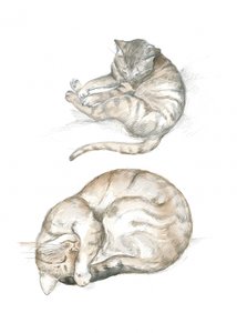 Due studi di gatti