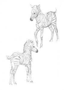Puledri di zebra