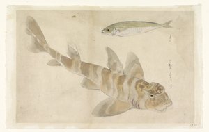 Due pesci: gallinella (?) e aringa da Ishikawa Kazan