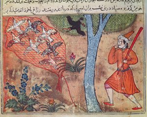 Caccia agli Uccelli, da 
