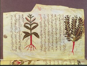 Ms. Arabe 4947 fol.84, Piante da un trattato di Dioscoride, XIII secolo da Islamic School