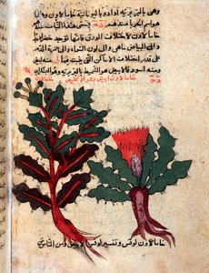 Pagina da un erbario medico (manoscritto) da Islamic School