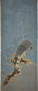 Falco Posato su un Albero da Isoda Koryusai