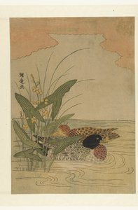 Due anatre che nuotano vicino a una freccia fiorita gialla da Isoda Koryusai