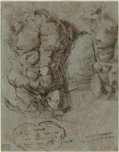 Studi di un torso maschile