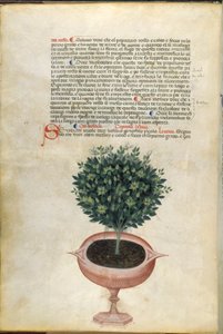 Una pianta di basilico in un vaso, illustrazione dal 