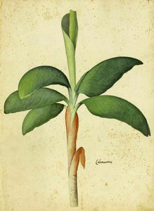 Acorus calamus di Ulisse Aldrovandi