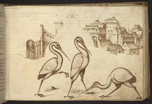 Add. 82955, f.107 Ibis (