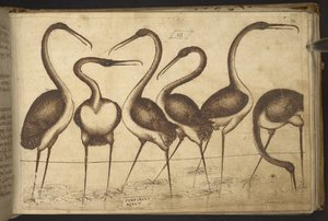 Uccelli, da Historia Animalium da Italian School