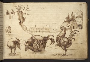 Galline (