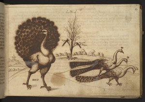 Add. 82955, f.53 Pavoni (