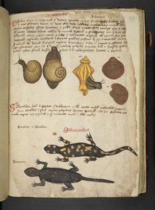 Add MS 41623 Chiocciole e Salamandra, da 