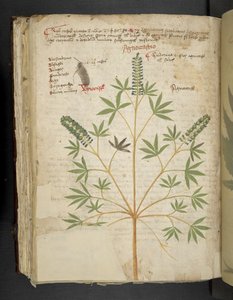 Add MS 41623 f.101v 