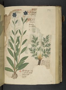 Add MS 41623 f.104r Sassifraga, da 