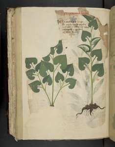 Add MS 41623 f.104v Anthurium, da 