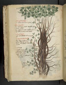 Add MS 41623 f.110v Albero di mangrovia, da 