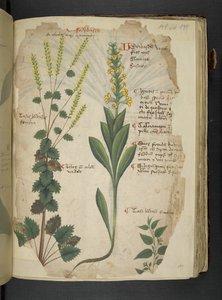 Add MS 41623 f.113r 