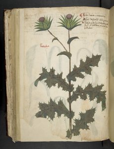 Cardo, Erbario, Belluno da Italian School
