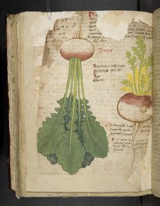 Add MS 41623 f.126v 