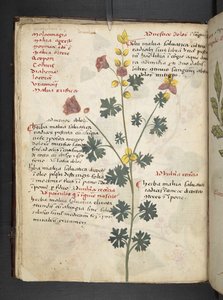 Add MS 41623 f.19v 