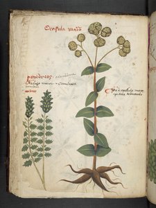 Erbario, Belluno da Italian School