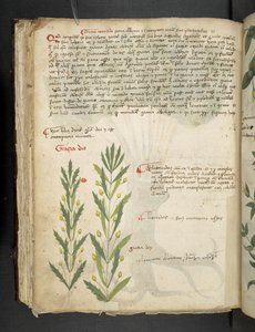 Erbario, Belluno da Italian School