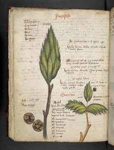 Add MS 41623 f.62v 