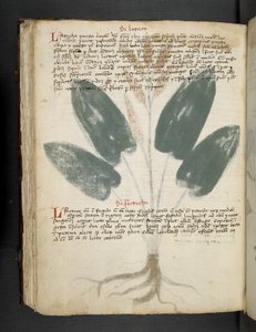 Add MS 41623 f.80v 