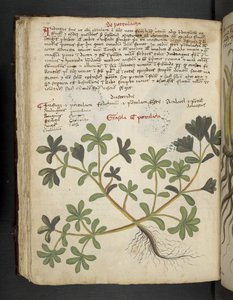 La Portulaca, da Erbario, Belluno da Italian School